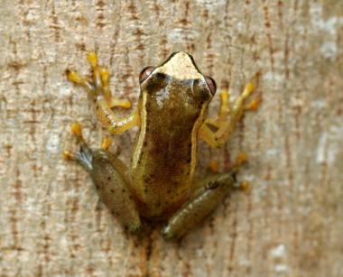 Ejemplar de la rana, que debido a sus peculiares características morfológicas, no se ha podido catalogar de momento. Este ejemplar fue encontrado en Gran Caldera de Lubá, un volcán inactivo escondido en el interior de la Isla de Bioko, en Guinea Ecuatorial.
 En este lugar se han hallado otras nueve posibles especies animales nuevas.