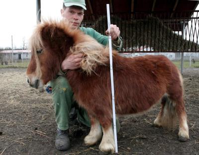 Un hombre posa con el pony más pequeño de Polonia, que vive en el único Zoo-Safari polaco en Swierkocin cerca de Gorzow Wielkopolski, centro de Polonia. 

Este pony llamado Riekie mide 60 centímetros de altura y proviene de Holanda.