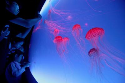 Varias personas toman una fotografía de varias medusas Crisaora con sus teléfonos móviles mientras visitan el acuario oceanográfico de Hong Kong (China).

El espacio dedicado a las medusas del acuario se inauguró esta semana con un millar de ejemplares de todo el mundo.