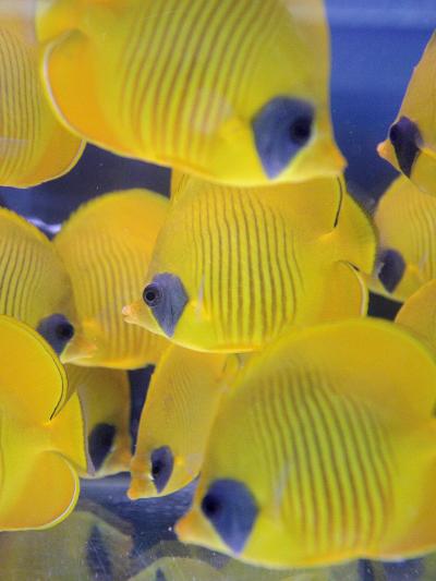 Peces de coral en venta en una tienda de mascotas en Hong Kong.

La mayoría de los peces de Hong Kong son importados desde Filipinas y se pescan usando cianuro lo que produce grandes pérdidas y arrasa los arrecifes de coral.