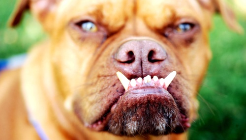 Este es Pabst, una mezcla de boxer de cuatro añitos que se ha hecho con el galardón genérico de la fealdad canina.