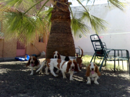 Mis mascotas. Fotografía enviada por Renata García Ríos.