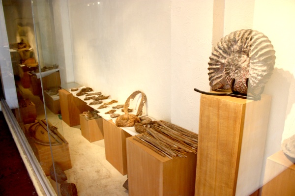 El Museo exhibe moluscos, artrópodos, equinodermos, cordados.