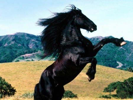 Caballo.