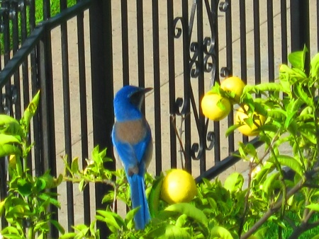 Una bella ave 'blue jay' en el limonero de la casa. Marzo 18 del 2011.