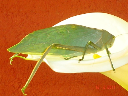 Pequeño Saltamontes. Fotografía enviada por Gerardo Romero Rivero.