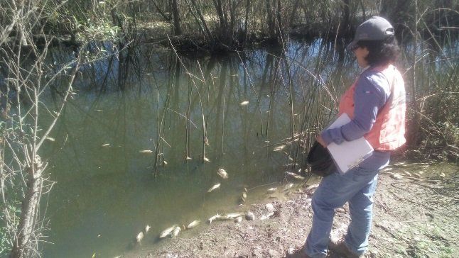 Personal de Conagua y Protección Civil de Durango iniciaron acciones de limpieza, consistentes en el retiro de los peces muertos para ser depositados y enterrados en zanjas.