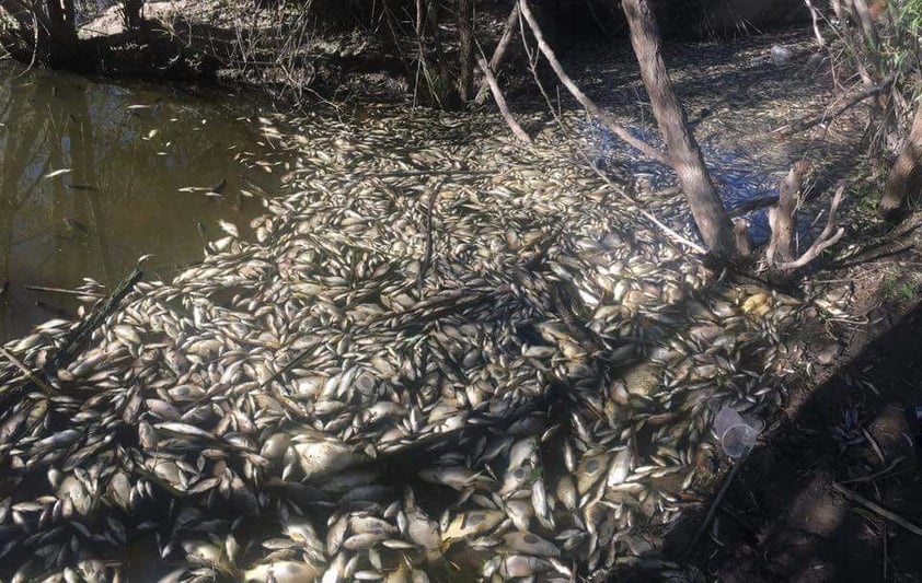 “Mucho menos se debe permitir el consumo de los peces, porque mientras no se determine la causa de la posible contaminación, pueden prevalecer problemas dérmicos o gastrointestinales si no se toman las medidas pertinentes por parte de los pobladores”, advirtió.