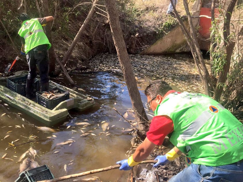 Mucho menos se deben consumir los peces que murieron en la zona.