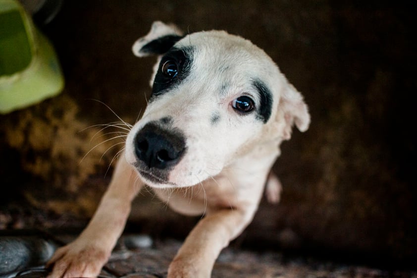 Además de los perros del albergue, Martha tiene a otros nueve en su casa. Dice que quien le inculcó su amor por los animales fue su padre debido a que siempre tenían en su casa a perros de la calle.