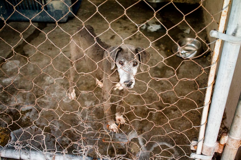 “Hemos recibido perritos con balazos. Una perrita llegó con la sierra de un cuchillo atorada en su cuello. También hubo dos casos de zoofilia, de dos perritas que llegaron violadas por humanos. ¿Cómo es posible tanta maldad? ¿Cómo es que alguien llegó a causarle eso sin sentir nada? Para nosotros son cosas bien fuertes. Sí tenemos un problema en la sociedad. No sabemos quién es el que está al lado”.