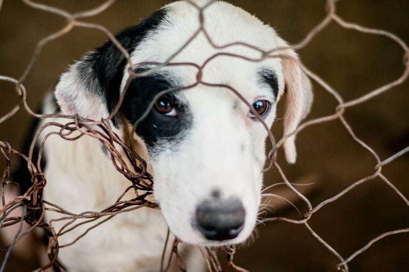 “Llegan aquí con nosotros con miedo, agresivos. No se nos quieren acercar. Que tengan esta confianza ahora, que se vayan a una casa donde los adopten es una gratificación porque sabemos que los hicimos felices”.