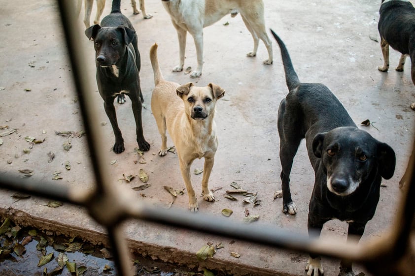 La primera vez que se dio cuenta de que tenía facilidad para colocar a un perro en un nuevo hogar fue cuando rescató a Paloma, una perrita callejera a la que cuidó, alimentó y dio en adopción a sus siete cachorros.