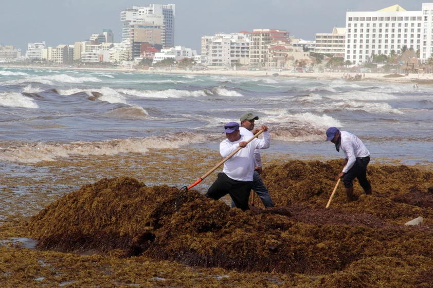 Más allá de la perturbación del paisaje que supone, el sargazo acaba con el oxígeno presente en el mar y provoca cambios en el ecosistema que, de no detener pronto las llegadas, pueden ser irreversibles según la experta, quien especificó que "seguirá habiendo ecosistema, pero no será igual".