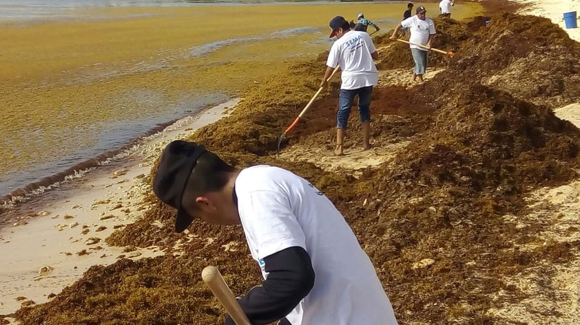 No obstante, las expertas atribuyeron de forma preliminar el origen a los cambios en las corrientes derivados del cambio climático y a la cantidad de contaminación que se vierte cada día al mar, la cual hace que haya más nutrientes, los cuales son usados por el sargazo para crecer con más rapidez.