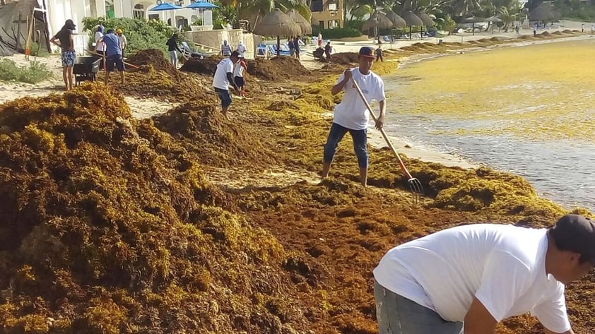 Hasta ahora se han realizado muy pocos estudios sobre el impacto de este nuevo fenómeno en la costa, su origen y detención, así como sus consecuencias económicas.