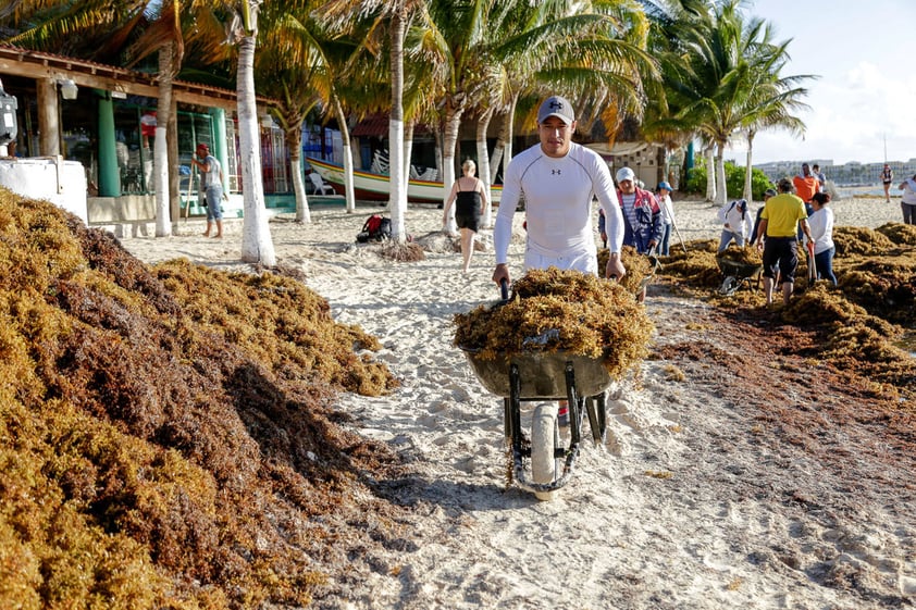 De acuerdo con Van Tussenbroek, la solución es frenar la llegada del alga a las playas desde sus lugares de origen, "el mar de sargazo original", situado cerca de las islas Bermudas, y un nuevo mar de sargazo originado recientemente al norte de Ecuador.