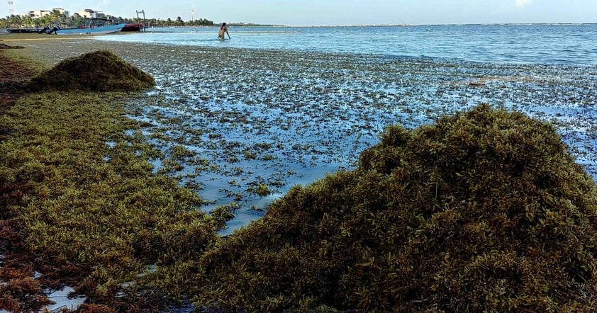 La primera barrera para contener y desviar el sargazo dentro del mar y evitar que recale en las playas será colocada en Cancún, a la altura de Punta Nizuc, y posteriormente en Tulum, Playa del Carmen y Puerto Morelos, informó la Secretaría de Ecología y Medio Ambiente (SEMA) de Quintana Roo.