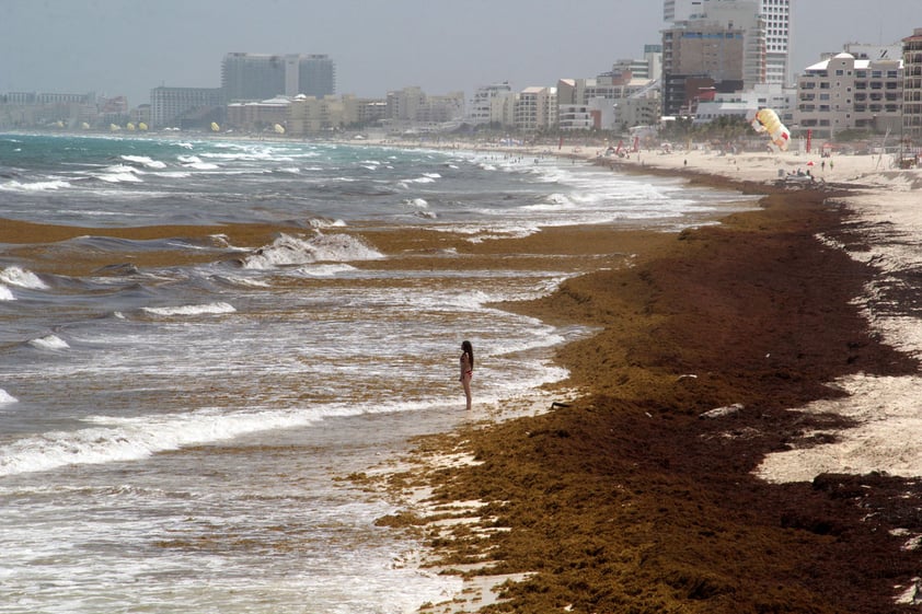 Lo que se observa en Puerto Morelos —y se repite en Cancún, Playa del Carmen y Tulum— es que las algas se encuentran concentradas en la orilla de las playas, en una franja de dos a tres metros de ancho, que varía dependiendo del tramo de costa y se distingue al imprimir un tono de ocre más intenso u oscuro al litoral.