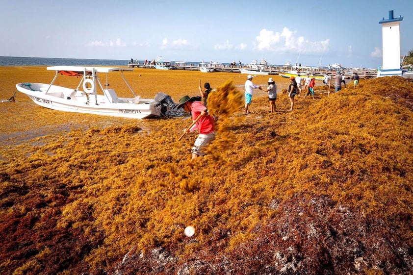 La alfombra de algas pardas, color café y dorado, abarca, por ejemplo, al menos seis kilómetros de playas, del sur del faro que distingue a Puerto Morelos y al norte, rompiendo con la belleza del paisaje y sepultando las ganas de los turistas para entrar al lugar.