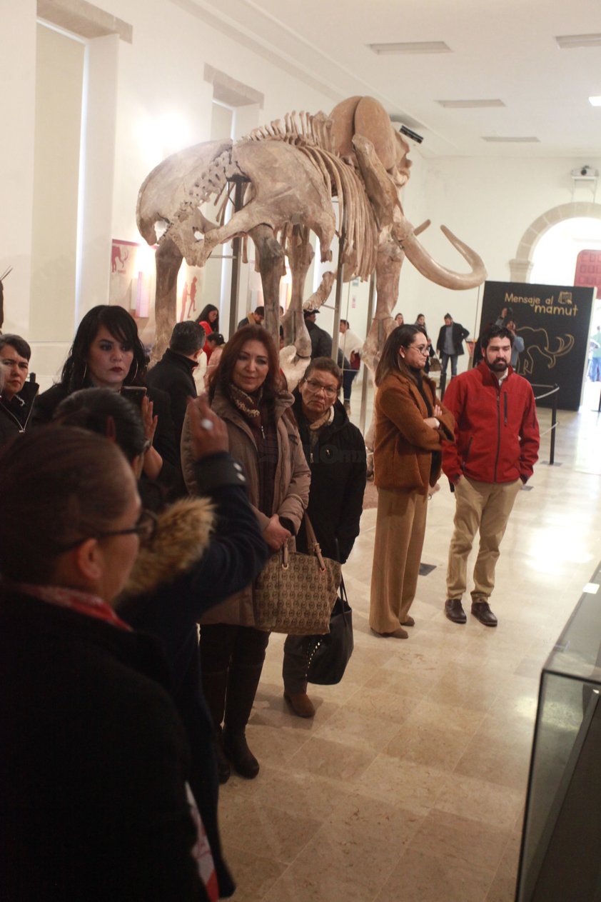 La exhibición del esqueleto de mamut estará hasta el mes de marzo en el CCB en horario de 10 de la mañana hasta las 17 horas de martes a domingo.