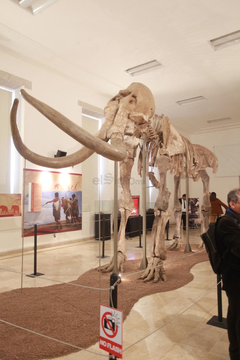 La exhibición del esqueleto de mamut estará hasta el mes de marzo en el CCB en horario de 10 de la mañana hasta las 17 horas de martes a domingo.