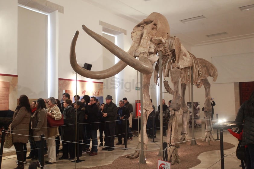 De acuerdo a la paleontóloga Cindy Sandoval Mora, este mamut está compuesto por 132 piezas de las cuales 120 son las originales y 12 de ellas está recreadas.