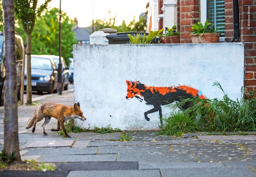 Fotografía de un zorro y un grafiti del mismo en la ciudad por Mathew Maron.