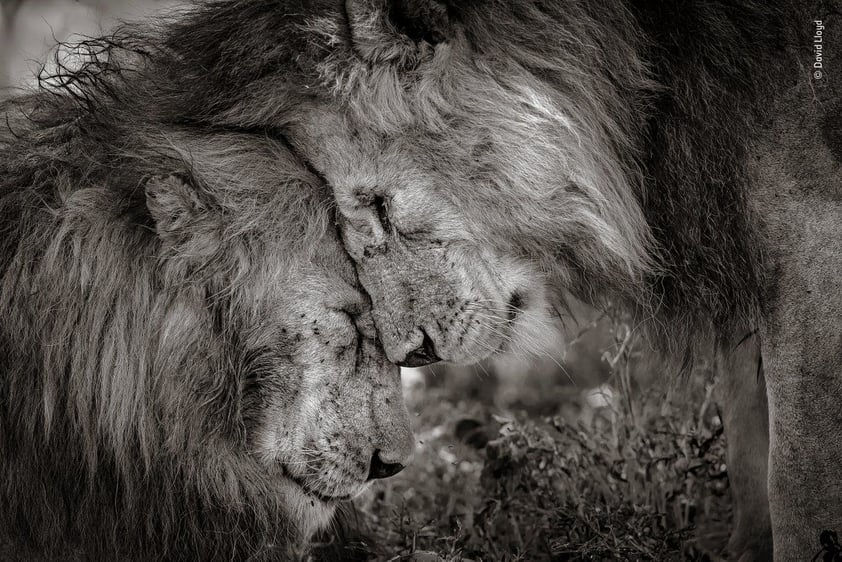 Bond of brothers, por David Lloyd fue la fotografía ganadora.