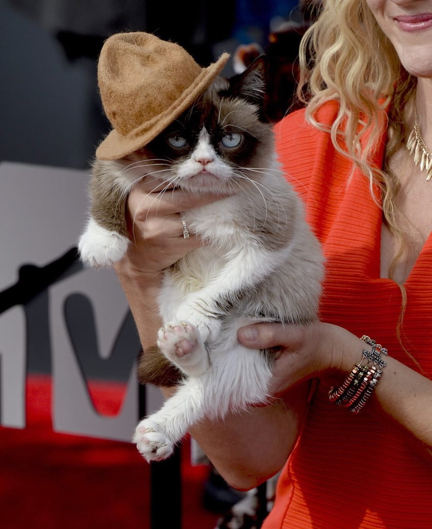 Muere Grumpy, el famoso gato de los memes