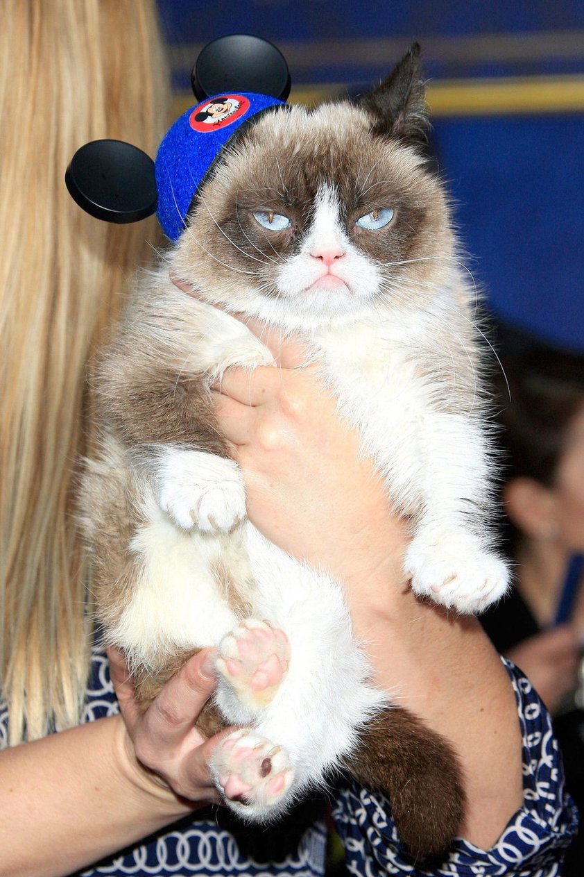 Muere Grumpy, el famoso gato de los memes