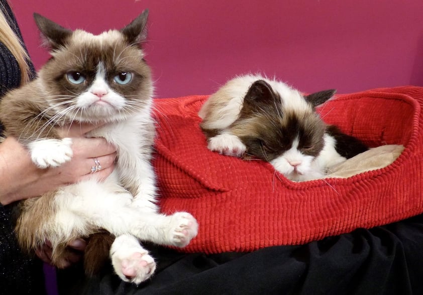 Muere Grumpy, el famoso gato de los memes