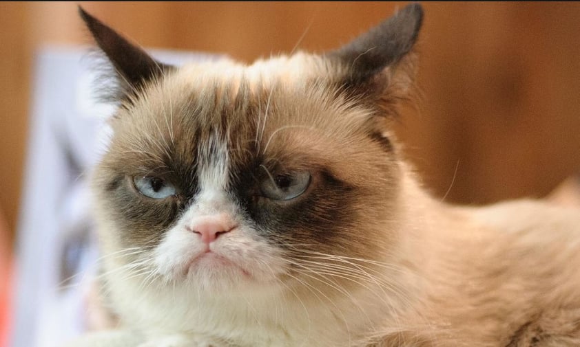 Muere Grumpy, el famoso gato de los memes