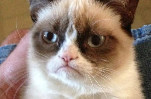 Muere Grumpy, el famoso gato de los memes