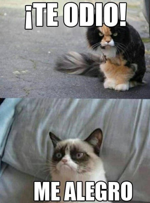 Muere Grumpy, el famoso gato de los memes