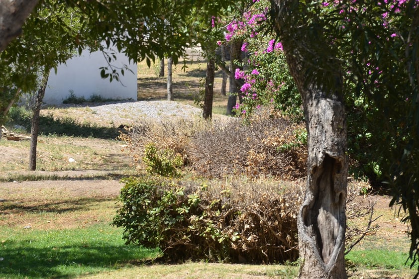 En el olvido. La vegetación del Bosque Urbano se encuentra dañada y seca debido a la falta de riego y atención adecuada.