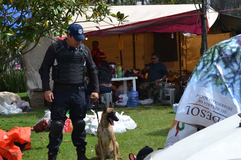 Agatha y Zeus, de la raza Pastor Belga Malinois, fueron los binomios caninos que participaron en el rescate de tres personas con vida y catorce cuerpos.