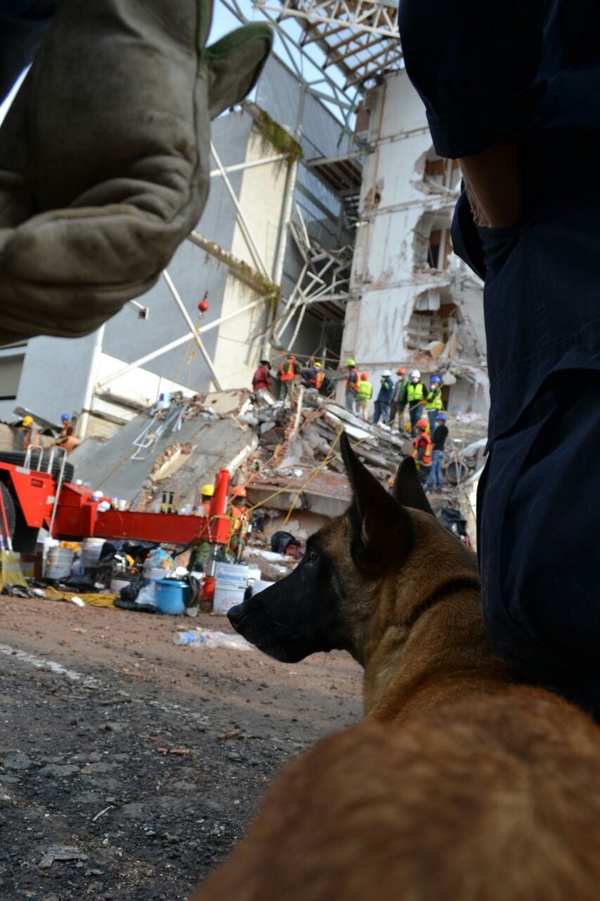 Después de su destacable participación en los rescates de la Ciudad de México, tanto Agatha como Zeus ya son canes retirados del servicio del escuadrón canino.