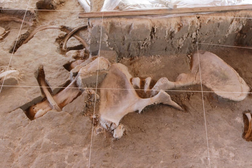 Hay evidencias de que los cazadores desarmaban por completo a los mamuts, mientras que a otros los destazaban por secciones anatómicas, enfatizó.