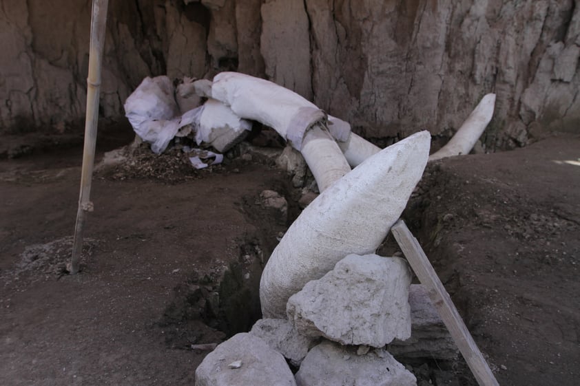 Hay evidencias de que los cazadores desarmaban por completo a los mamuts, mientras que a otros los destazaban por secciones anatómicas, enfatizó.