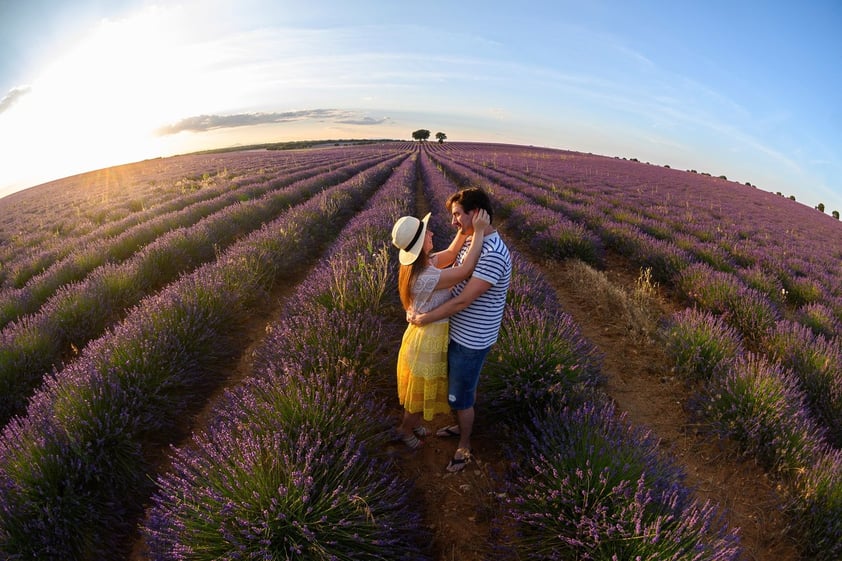 Campos de lavanda orquestan su particular sinfonía visual en Brihuega