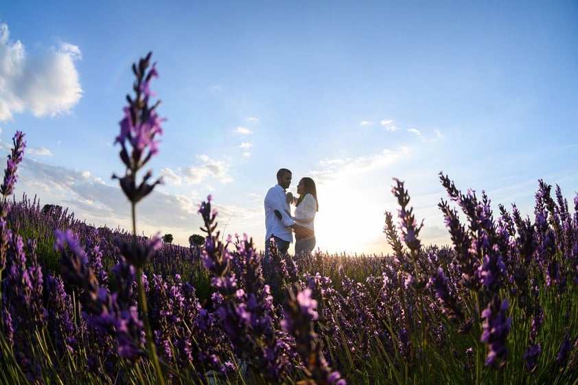 Campos de lavanda orquestan su particular sinfonía visual en Brihuega