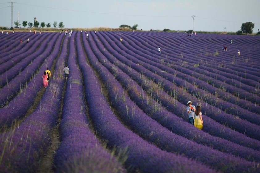 Campos de lavanda orquestan su particular sinfonía visual en Brihuega