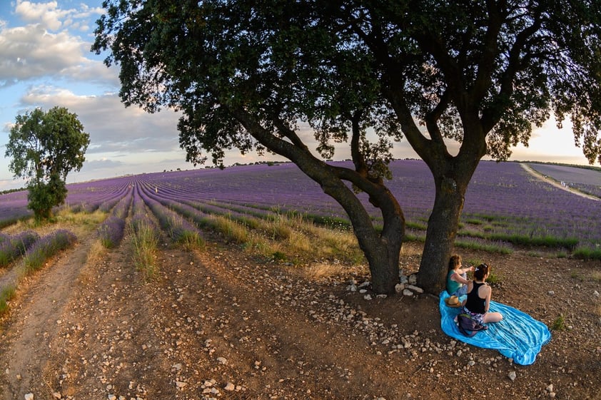 Campos de lavanda orquestan su particular sinfonía visual en Brihuega