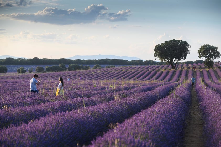 Campos de lavanda orquestan su particular sinfonía visual en Brihuega