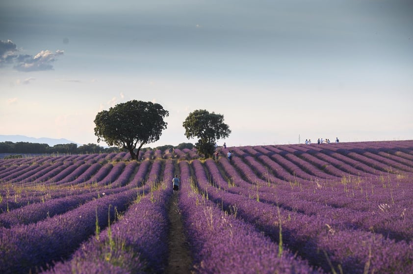 Campos de lavanda orquestan su particular sinfonía visual en Brihuega