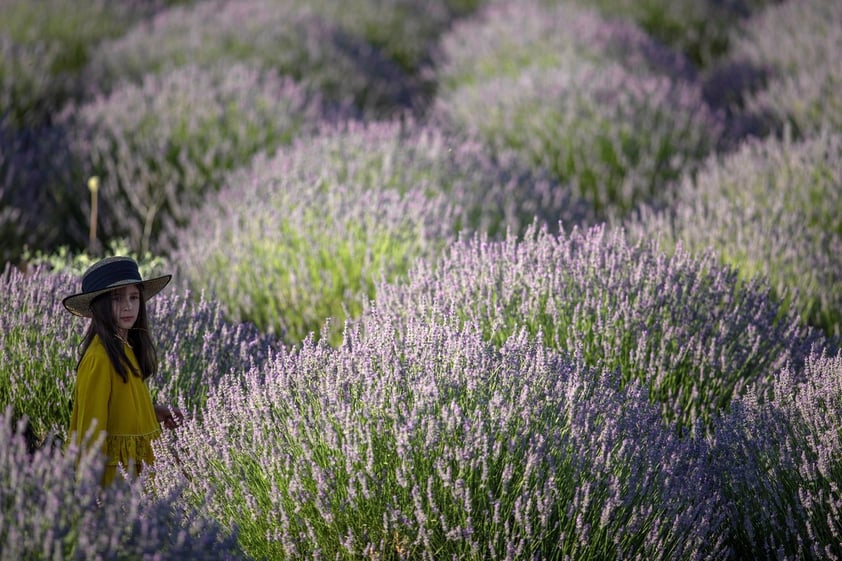 Campos de lavanda orquestan su particular sinfonía visual en Brihuega