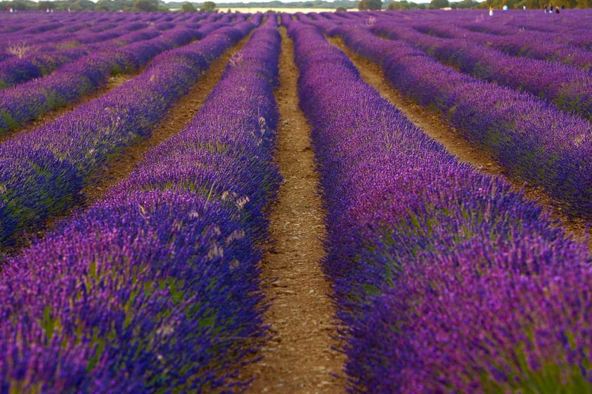 Campos de lavanda orquestan su particular sinfonía visual en Brihuega