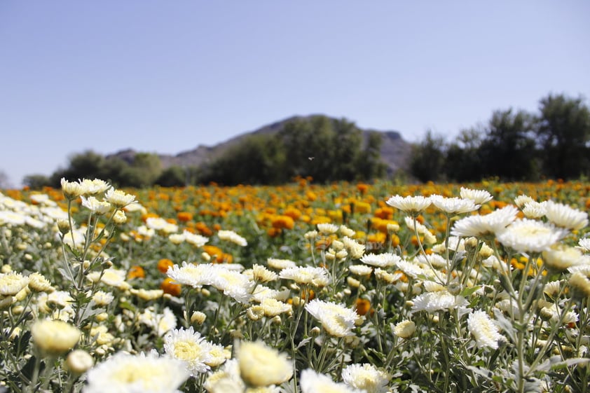 Paulo recuerda que, desde que tiene uso de razón, la flor de cempasúchil ha decorado el paisaje del ejido. Su cultivo ha sobrevivido al relevo de generaciones: su padre trabajó los campos durante 70 años, él lleva 20 haciéndose cargo de ellos. 'Mi padre inculcaba que es una tradición que uno debe de seguir y que cuando él no estuviera, le daría gusto que uno la siguiera'.