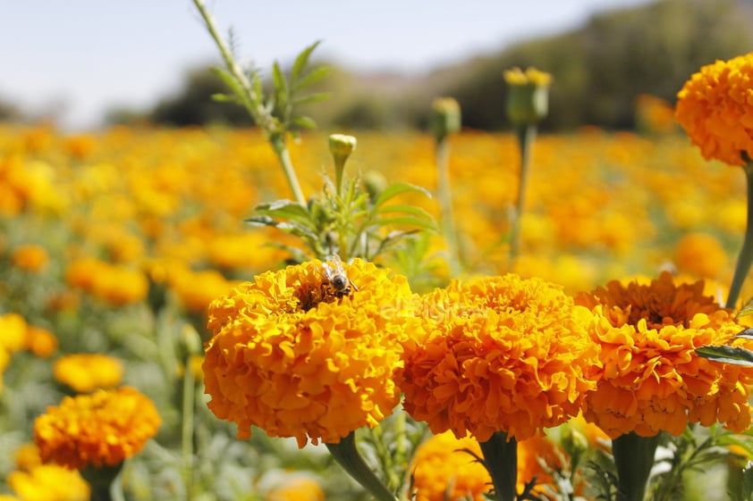 A pesar de mantener la tradición de esta siembra, las ventas se han visto afectadas por la pandemia de COVID-19. 'El año pasado sí se vendió, había más flor y sí se vendió bien; de aquí salió toda la flor. Ahora hay menos flor y por la contingencia creo que a lo mejor se va a quedar'.